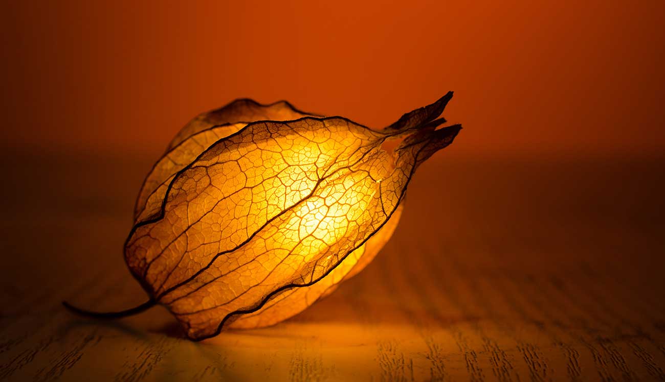 Accompagnement du deuil : Thérapeute Coach Bordeaux