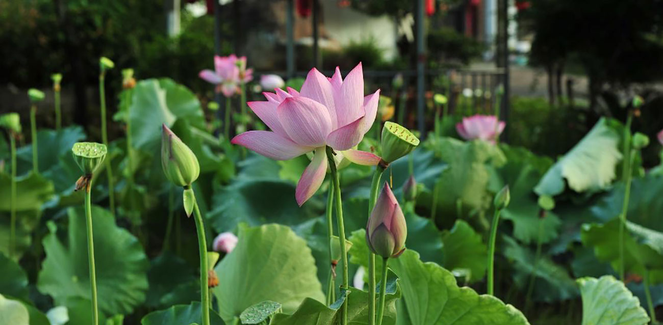 L'année des petites graines : raccompagner doucement l'année